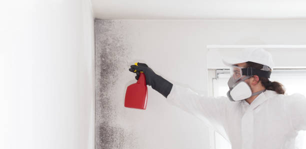 Best Mold Damage Repair  in Mays Landing, NJ