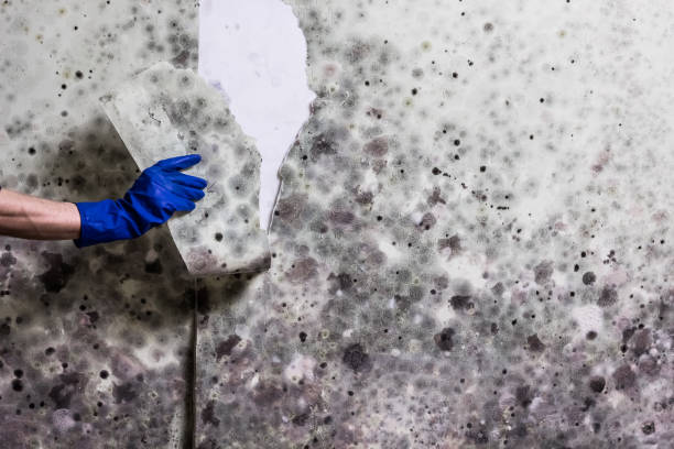 Best Professional Mold Removal  in Mays Landing, NJ